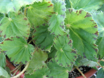 B. ‘Chantilly Lace’